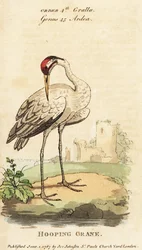 Schneekranich, Grus americana