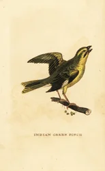 Gelbbauch-Grünfink, Chloris spinoides