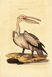 Rosapelikan, Pelecanus onocrotalus