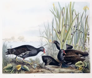 Amerikanisches Teichhuhn (Teichhuhn) (Männchen, Weibchen und Jungvögel), um 1841