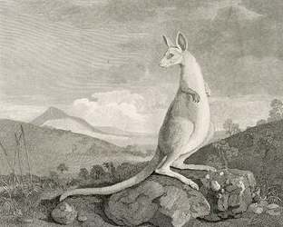 Ein Tier, das an der Küste von New Holland gefunden wurde, genannt Känguru, ca. 1773 (Gravur, Radierung)