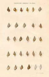 Britische Granaten, um 1859