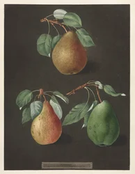 Pomona Britannica: Nr. 82 - Birnen