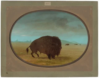 Verwundeter Büffelbulle
