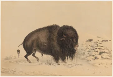 Verwundeter Büffelbulle
