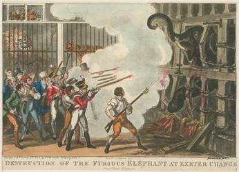 Zerstörung des wütenden Elefanten bei Exeter Change, 1826