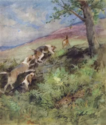Illustration für Die Geschichte eines Rothirsches