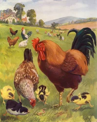 Robert, der Hahn, ist sehr stolz
