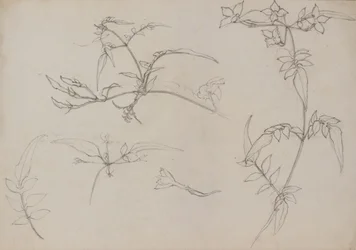 Botanische Zeichnung