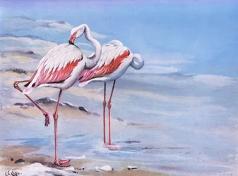 Flamingo