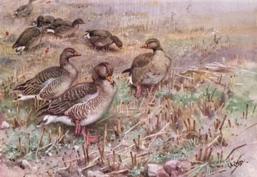 Graugänse (Lithografie)