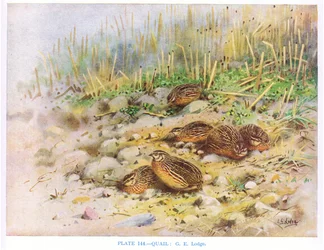 Wachteln, Illustration aus 