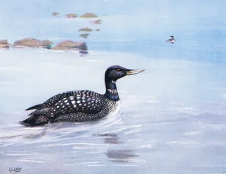 Gelbschnabeltaucher (Lithografie)