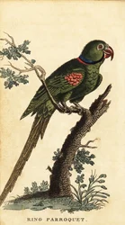 Alexandrinensittich, Psittacula eupatria (Kupferstich)