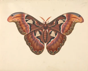 Atlas-Motte