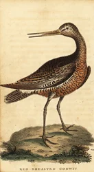 Pfuhlschnepfe, Limosa lapponica, 1800