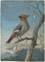 Vogelstudie: Seidenschwanz