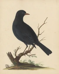 [Schwarzer Vogel]