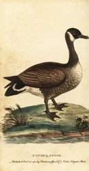 Kanadagans, Branta canadensis, 1800 (Gravur)