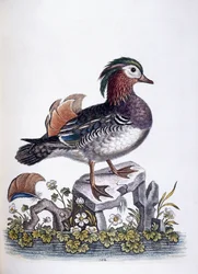 Chinesische Krickente, 1746