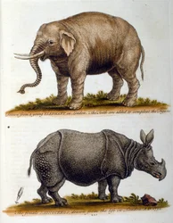 Gravierte Illustration von George Edwards, aus einem Buch seltener Vögel von G. Edwards 1750