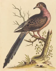 Fedoa Americana pectore ruso