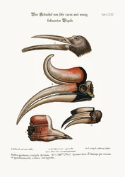 Vier neugierige Schnäbel von wenig bekannten Vögeln, 1749-73