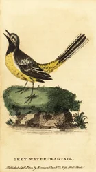 Gebirgsstelze, Motacilla cinerea, 1800 (Gravur)