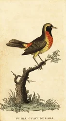 Guira-Tangare, Hemithraupis guira