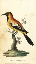 Oriole-Schwarzvogel, Gymnomystax mexicanus