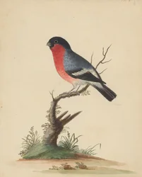 [Rotbrüstiger Vogel]