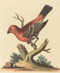 Roter und schwarzer Vogel