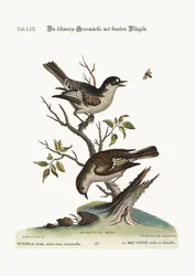 Der Hahn Cold Finch. Die Henne Cold Finch, 1749-73