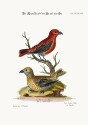 Die Kreuzschnäbel, Hahn und Henne, 1749-73