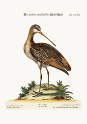 Der Große Amerikanische Godwit, 1749-73