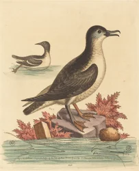 Die Trottellumme und der Papageitaucher der Isle of Man