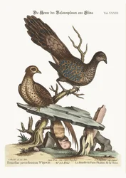 Das Pfauenfasanenweibchen aus China, 1749-73
