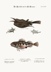 Der gehörnte Fisch und der Seeskorpion, 1749-73