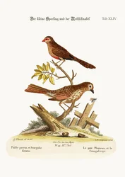 Der kleine Spatz und der Wachsschnabel, 1749-73