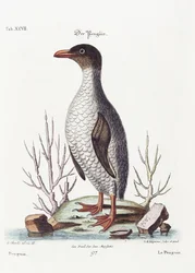 Der Pinguin, 1770