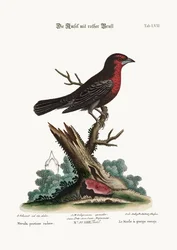 Der Rotbrust-Schwarzvogel, 1749-73