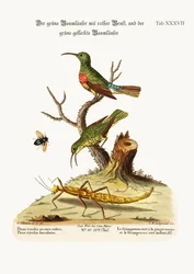 Der Rotbrustgrüne Kletterer und der Gefleckte Grüne Kletterer, 1749-73
