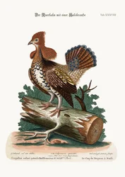Der Raufhahn oder Grouse, 1749-73