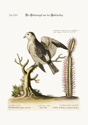 Der Schneevogel aus der Hudson Bay, 1749-73