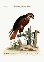 Der schwarze Habicht oder Falke, 1749-73