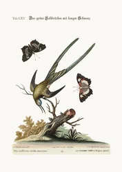 Der langschwänzige grüne Kolibri, 1749-73