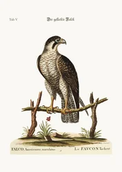 Der gefleckte Falke, 1749-73