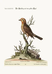 Der gelbköpfige Hänfling, 1749-73