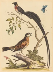 Zwei Vögel, einer mit sehr langen Schwanzfedern, und blauer Schmetterling, veröffentlicht 1745