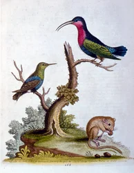 Aquarellillustration aus einem Buch seltener Vögel von G. Edwards 1750